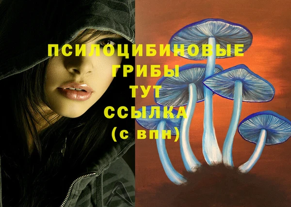 гашик Вяземский